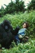 Гориллы в тумане / Gorillas in the Mist: The Story of Dian Fossey (Сигурни Уивер, Брайан Браун, 1988) B900a4572229873